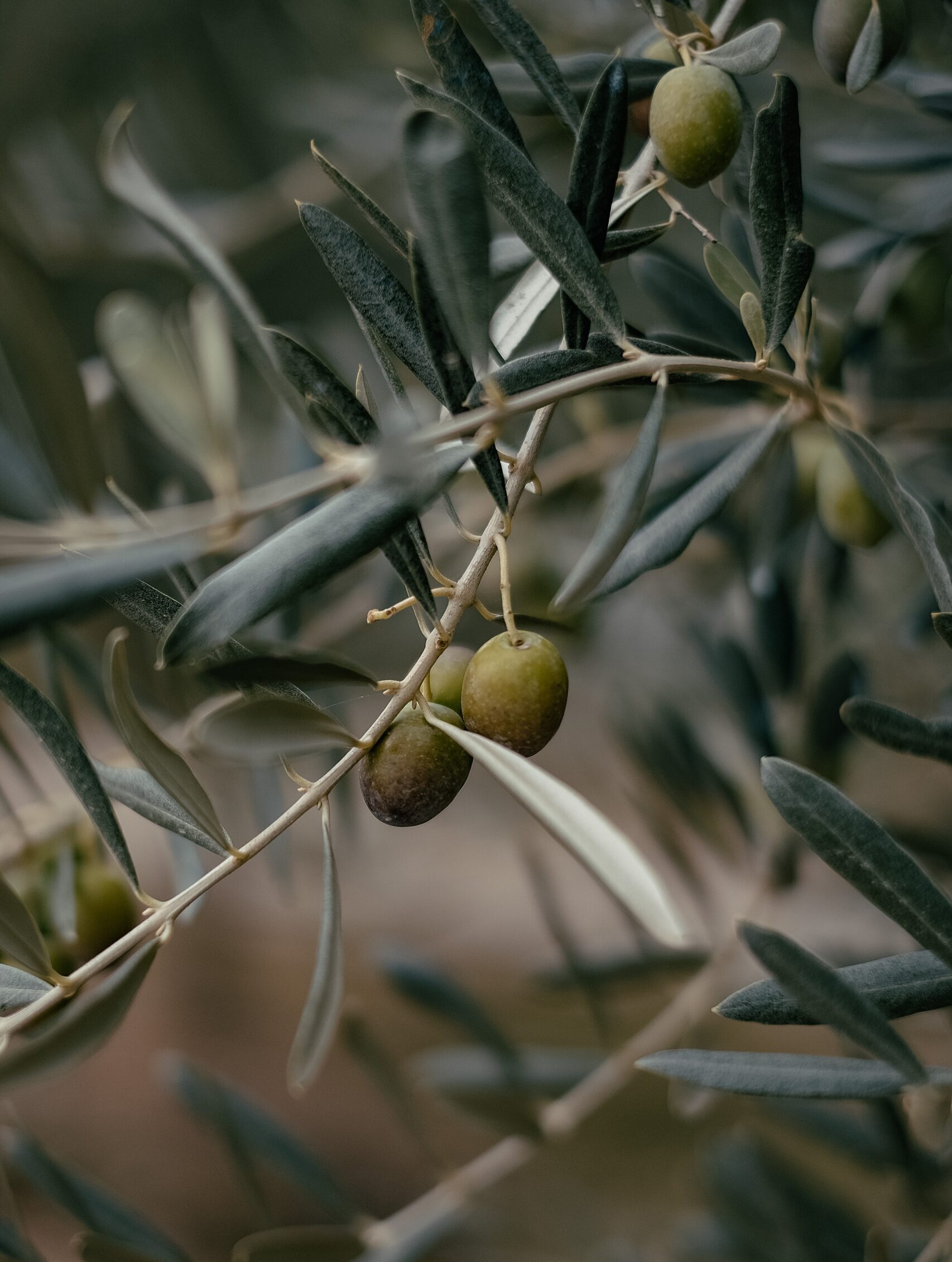 Olea er latin for oliventræet, der trives i Middelhavets behagelige klima, og olivenolien er fællesnævneren for områdets forskellige velsmagende og sunde retter, som vi altid tilbereder med de bedste tilgængelige råvarer.